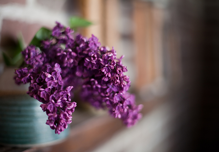 A purple flower on a plant.